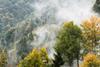 Forestry - Uncorrelated, sustainable growth