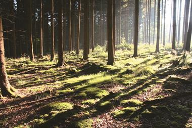 AXA IM RA Forestry
