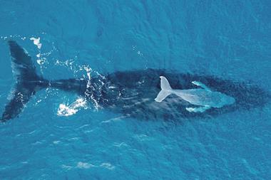 Big blue