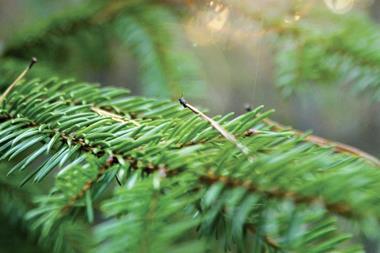 UB Nordic Forest Funds